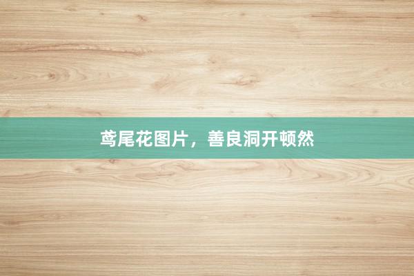 鸢尾花图片，善良洞开顿然