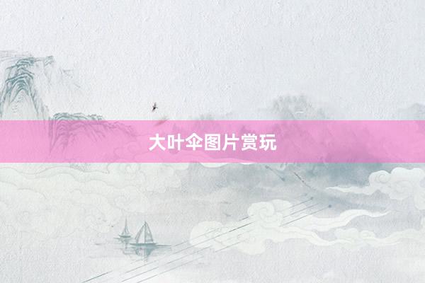 大叶伞图片赏玩
